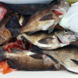 オーフリー 釣果