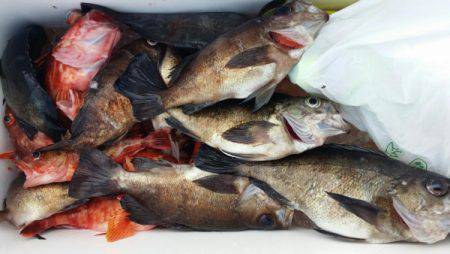 オーフリー 釣果