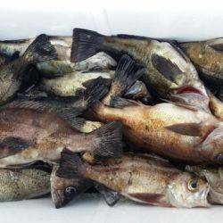 オーフリー 釣果