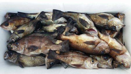 オーフリー 釣果