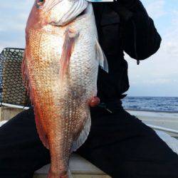 飛燕さくら丸 釣果