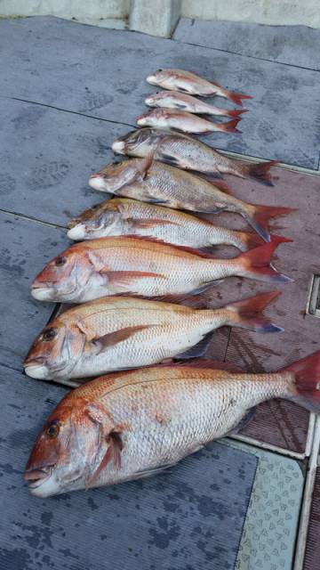飛燕さくら丸 釣果