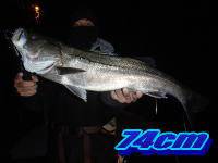 オーシャンマスター 釣果