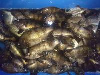 オーシャンマスター 釣果