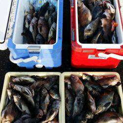 オーフリー 釣果