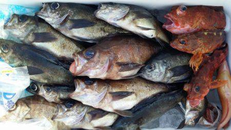 オーフリー 釣果