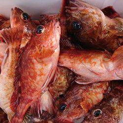 松本釣船２ 釣果