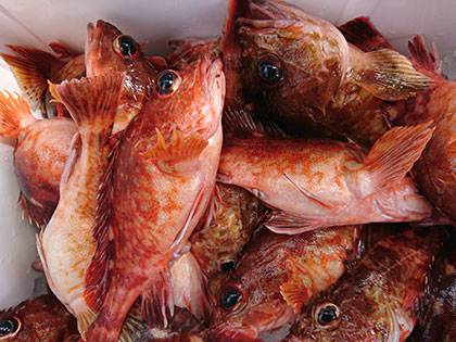 松本釣船２ 釣果