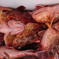 松本釣船２ 釣果