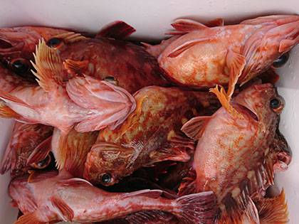 松本釣船２ 釣果