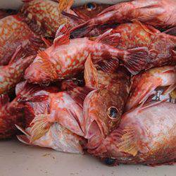 松本釣船２ 釣果