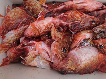 松本釣船２ 釣果