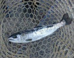 フィッシング サンクチュアリ 釣果