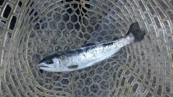 フィッシング サンクチュアリ 釣果