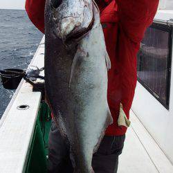 第三むつりょう丸 釣果