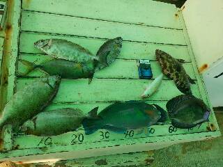 本部釣りイカダ 釣果