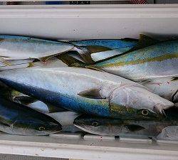 海龍丸（福岡） 釣果