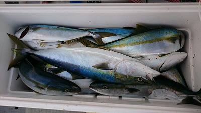 海龍丸（福岡） 釣果