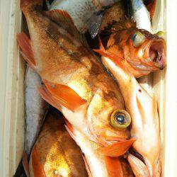 モンロー号 釣果