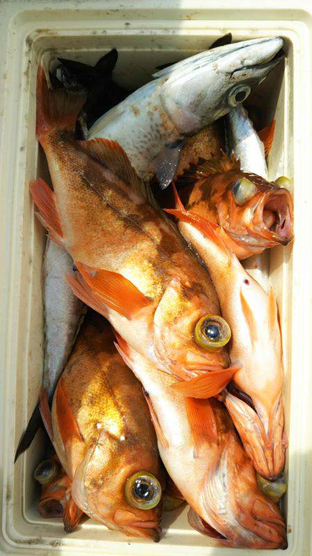 モンロー号 釣果