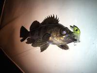 オーシャンマスター 釣果