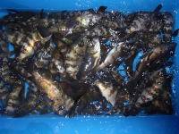 オーシャンマスター 釣果