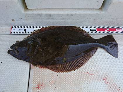 松本釣船2 釣果