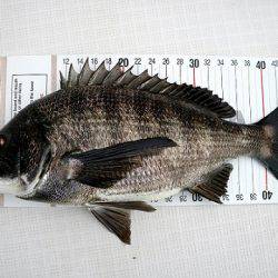 フルコンタクト 釣果