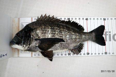 フルコンタクト 釣果