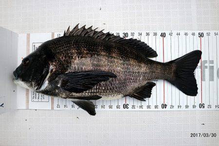 フルコンタクト 釣果