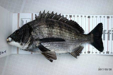 フルコンタクト 釣果