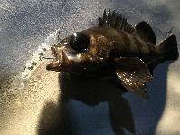 オーシャンマスター 釣果