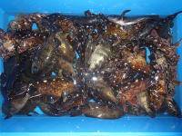 オーシャンマスター 釣果