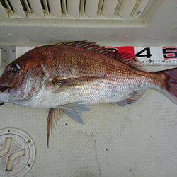 松本釣船2 釣果