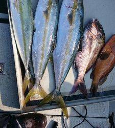 海龍丸(福岡) 釣果