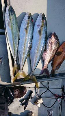 海龍丸(福岡) 釣果