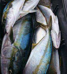 海龍丸(福岡) 釣果