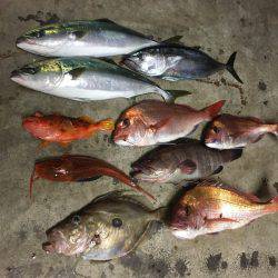 長栄丸(千葉) 釣果