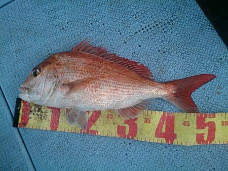 第二常豊丸 釣果