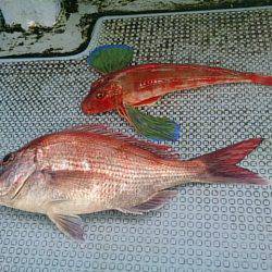 第二常豊丸 釣果