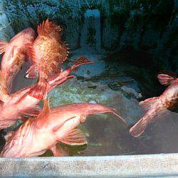 第二常豊丸 釣果