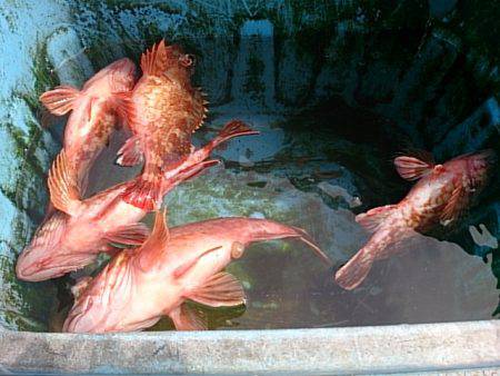 第二常豊丸 釣果