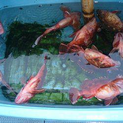 第二常豊丸 釣果