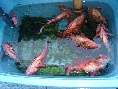 第二常豊丸 釣果