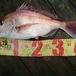 第二常豊丸 釣果