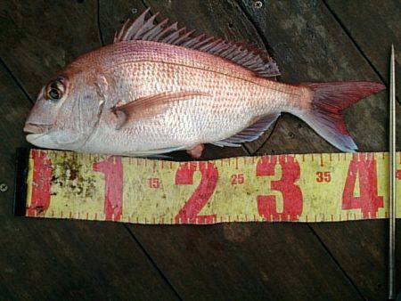 第二常豊丸 釣果