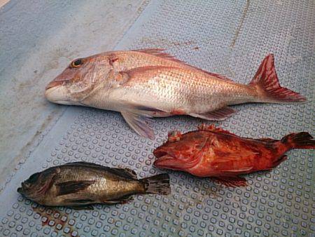 第二常豊丸 釣果