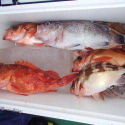 第二むつ漁丸 釣果