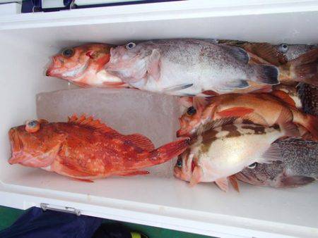 第二むつ漁丸 釣果