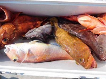 第二一之紀丸（ダイニイチノキマル） 釣果